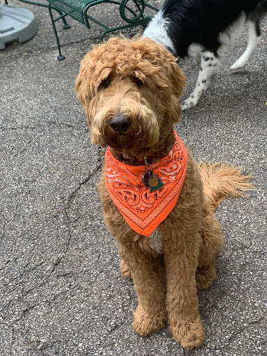 Pet Groomer «Doggie Style Bowtique», reviews and photos, 1713 Westport Rd, Kansas City, MO 64111, USA