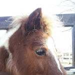 Photo n°4 de l'avis de Alessandro.l fait le 16/02/2019 à 15:42 sur le  Allegra Fattoria à Malchina