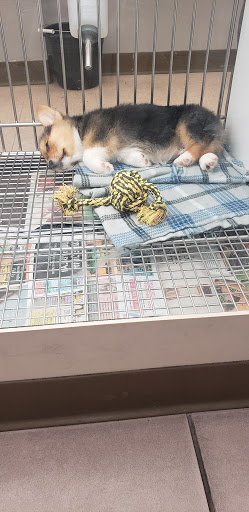 Pet Store «Puppies N Love», reviews and photos, 7700 W Arrowhead Towne Center, Glendale, AZ 85308, USA