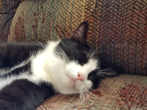 Pet Supply Store «PetSmart», reviews and photos, 1550 Butterfield Rd, Downers Grove, IL 60515, USA