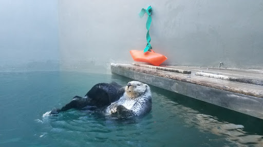 Gift Shop «Seattle Aquarium Gift Store», reviews and photos, 1483 Alaskan Way, Seattle, WA 98101, USA