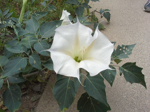 National Park «Montezuma Castle National Monument», reviews and photos, Montezuma Castle Rd, Camp Verde, AZ 86335, USA
