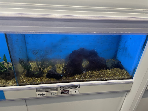 Pet Supply Store «Petco Animal Supplies», reviews and photos, 3452 W Chandler Blvd, Chandler, AZ 85226, USA