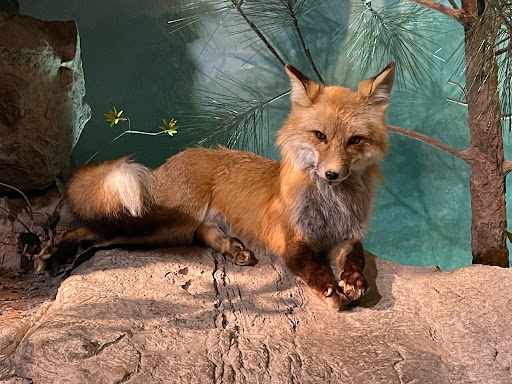 Natural History Museum «Fernbank Museum of Natural History», reviews and photos, 767 Clifton Rd, Atlanta, GA 30307, USA