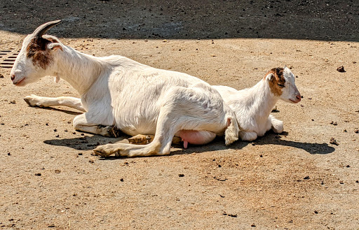 Childrens Farm «Best Long Island Pumpkin Picking», reviews and photos, 250 Old Country Rd, Melville, NY 11747, USA