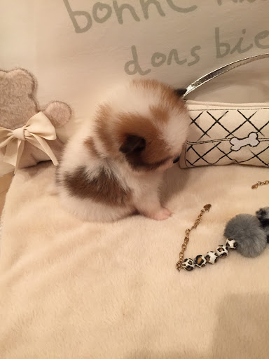 Pet Supply Store «Woof Woof Puppies & Boutique», reviews and photos, 29555 Northwestern Hwy, Southfield, MI 48034, USA