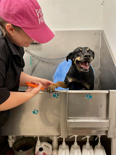 Pet Supply Store «Pet Life | Supplies, Services & Knowledge», reviews and photos, 50 Market St, South Portland, ME 04106, USA