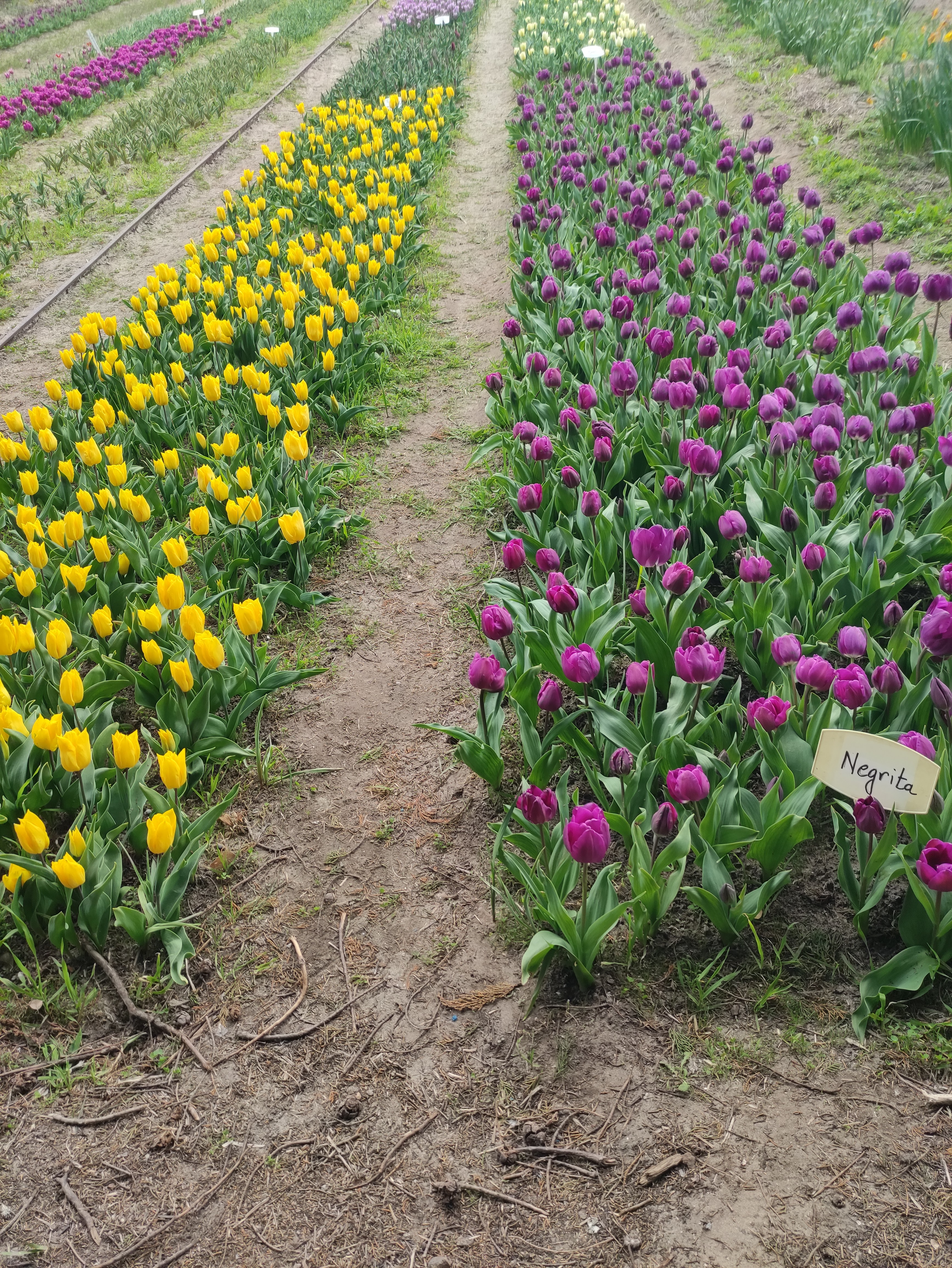 Photo n° 6 de l'avis de Ky29. fait le 26/03/2021 à 12:18