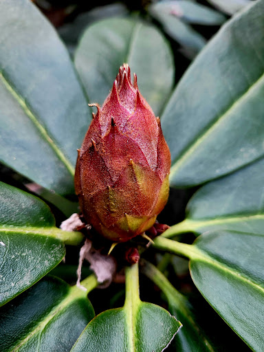 Place of Worship «The Grotto», reviews and photos, 8840 NE Skidmore St, Portland, OR 97220, USA