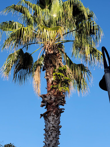 Park «Coachman Park», reviews and photos, 301 Drew St, Clearwater, FL 33755, USA