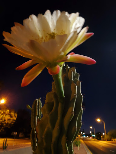 Golf Course «Willow Creek Golf Course», reviews and photos, 10600 N Boswell Blvd, Sun City, AZ 85351, USA