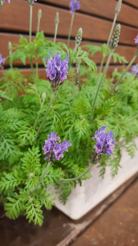 Master Of Tea花茶大師中壢中原店 的照片