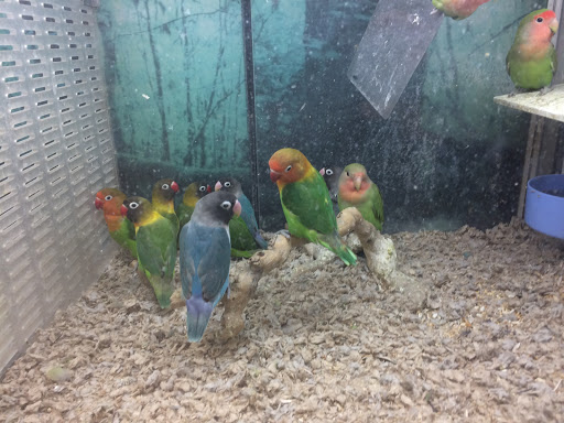 Pet Store «All Pet Center», reviews and photos, 1950 S Atlantic Blvd, Monterey Park, CA 91754, USA