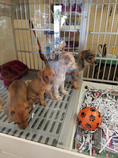 Pet Supply Store «PETNJOY - GARDENA», reviews and photos, 15515 Normandie Ave, Gardena, CA 90247, USA