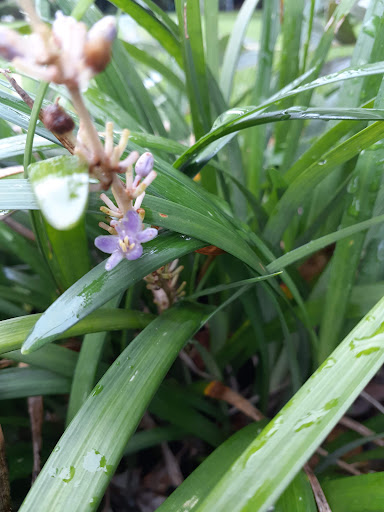 Historical Place «Burroughs Home & Gardens», reviews and photos, 2505 First St, Fort Myers, FL 33901, USA