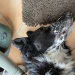 Photo n° 2 de l'avis de Karine.o fait le 19/02/2023 à 20:02 pour Ostéopathe animalier Léa LEBLED - Cheval Chien Bovin Chat NAC à Nojeon-en-Vexin