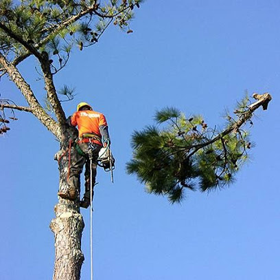 Eager Beaver Tree Services