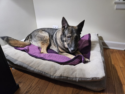 Valley Veterinary Surgery image