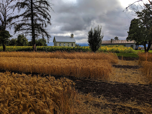 Bakery «Camas Country Bakery and Store», reviews and photos, 91948 Purkerson Rd, Junction City, OR 97448, USA