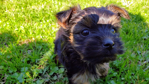 Pet Supply Store «Petco Animal Supplies», reviews and photos, 7715 Laguna Blvd, Elk Grove, CA 95758, USA