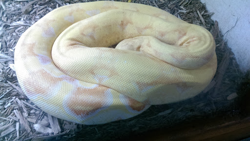 Pet Store «Pets Plus-Reptiles & Exotic», reviews and photos, 421 West Ave, Lockport, NY 14094, USA