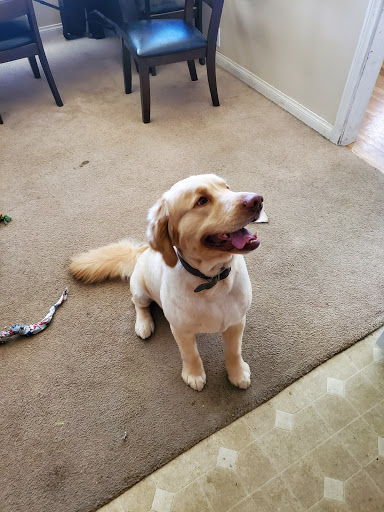 Yucaipa Dog & Cat Grooming