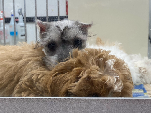 Pet Store «Petland», reviews and photos, 1514 Stonecreek Dr, Pickerington, OH 43147, USA