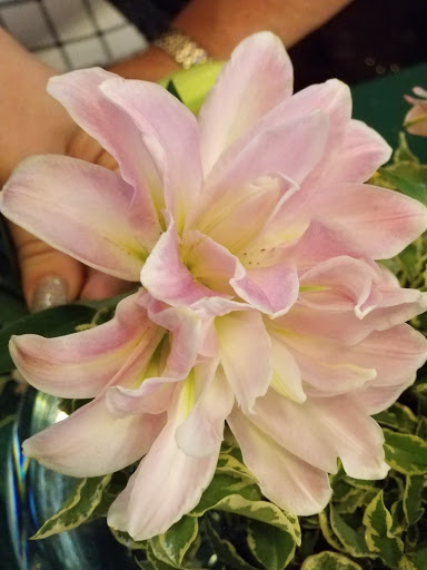 Florist «TILTED TULIP FLORIST», reviews and photos, 68 W Chicago St, Coldwater, MI 49036, USA