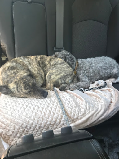 Pet Supply Store «PetSmart», reviews and photos, 23271 Eureka Rd, Taylor, MI 48180, USA