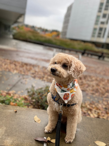 Pet Supply Store «Petapoluza Pet Supply & Grooming», reviews and photos, 114 N 36th St, Seattle, WA 98103, USA