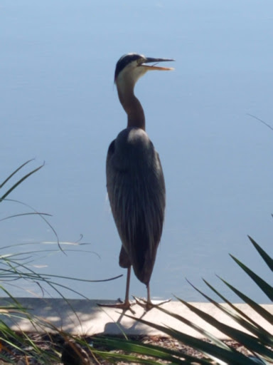 Park «Town Green Park», reviews and photos, 2099 Lake Robbins Dr, The Woodlands, TX 77380, USA