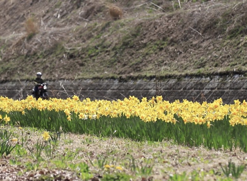 あづま花壇