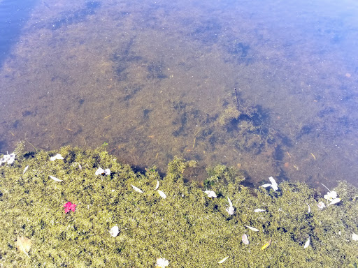 Nature Preserve «Westwood Hills Nature Center», reviews and photos, 8300 W Franklin Ave, St Louis Park, MN 55426, USA