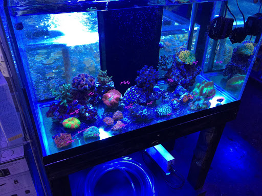 Tropical Fish Store «Reef Oasis», reviews and photos, 7669 Mentor Ave, Mentor, OH 44060, USA