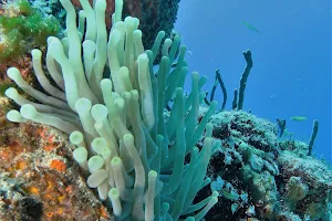 Living Underwater image