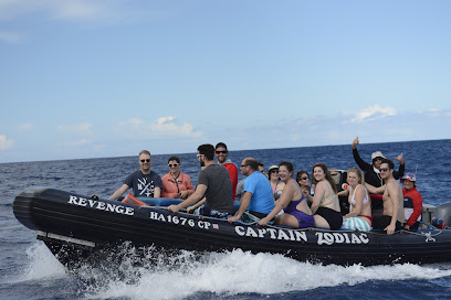 Captain Zodiac Snorkeling and Whale Watching tours