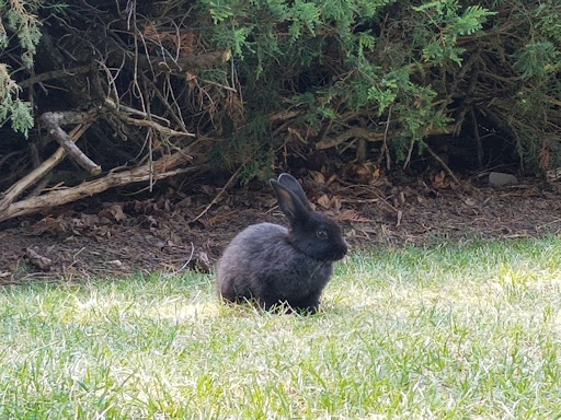 Amphitheater «American Fork Amphitheater», reviews and photos