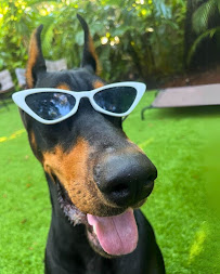 Equipaws Pet Services - Photo 8 - Car repair in South Miami, FL, Miami