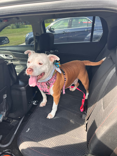 Dog Day Care Center «Lucky Dog Boutique & Spa», reviews and photos, 4503 Chumuckla Hwy, Pace, FL 32571, USA