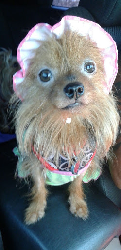 Pet Supply Store «PetSmart», reviews and photos, 12741 Towne Center Dr, Cerritos, CA 90703, USA