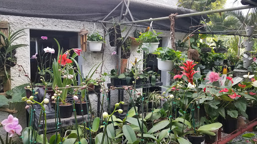 Cheap flower stores Punta Cana