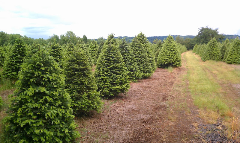 Twin Timbers Christmas Trees