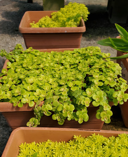 Plant Nursery «HOUSTON PLANTS & GARDEN WORLD», reviews and photos, 16726 North Fwy, Houston, TX 77090, USA