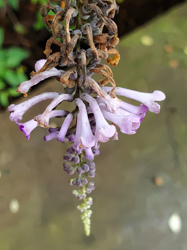 Botanical Garden «Botanical Gardens-Heritage Pk», reviews and photos, 411 Ball St, Grapevine, TX 76051, USA