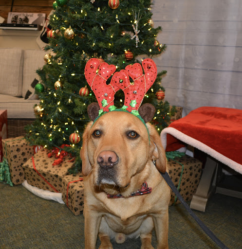 Pet Supply Store «The Natural Pet Enrichment Center», reviews and photos, 6720 Royalton Rd, North Royalton, OH 44133, USA