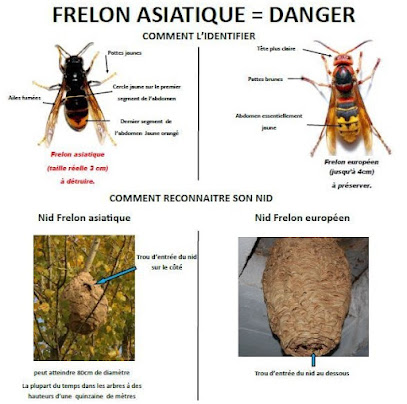 ADN45 frelon asiatique, guêpe ,frelon, dératisation