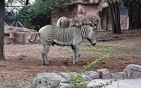 Detroit Zoo Safari Station image