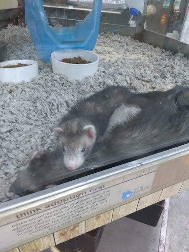 Pet Supply Store «Petco Animal Supplies», reviews and photos, 3060 Evans St #105, Greenville, NC 27834, USA