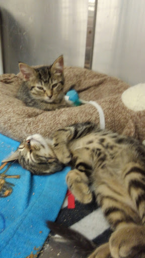 Pet Supply Store «Petco Animal Supplies», reviews and photos, 17132 W Colfax Ave, Golden, CO 80401, USA