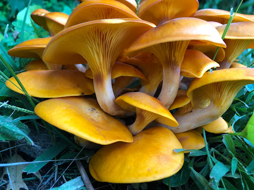 Park «Shawnee Park», reviews and photos, 6515 Scheel Dr, Woodbury, MN 55125, USA